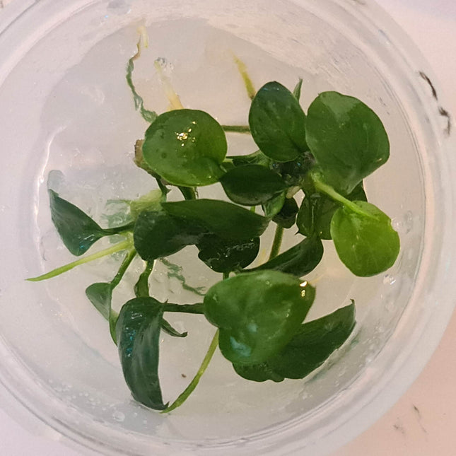 Tissue Culture - Anubias Barteri Gabon - Nano Tanks Australia Aquarium Shop