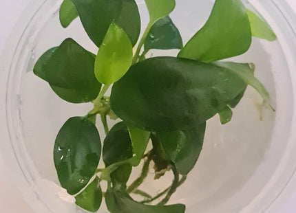 Tissue Culture - Anubias Hastifolia - Nano Tanks Australia Aquarium Shop