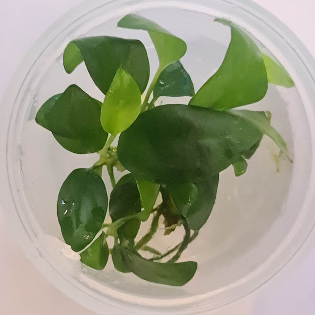 Tissue Culture - Anubias Hastifolia - Nano Tanks Australia Aquarium Shop