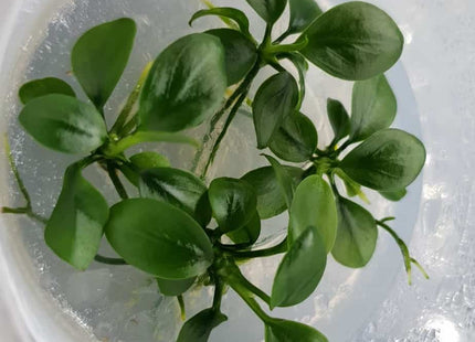 Tissue Culture Anubias Nana - Nano Tanks Australia Aquarium Shop