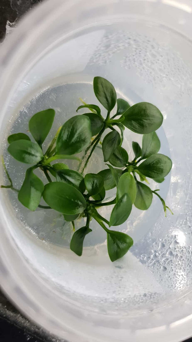 Tissue Culture Anubias Nana - Nano Tanks Australia Aquarium Shop