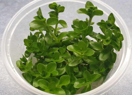 Tissue Culture - Bacopa Amplexicaulis Giant Red Bacopa - Nano Tanks Australia Aquarium Shop