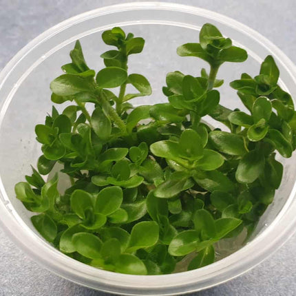 Tissue Culture - Bacopa Amplexicaulis Giant Red Bacopa - Nano Tanks Australia Aquarium Shop