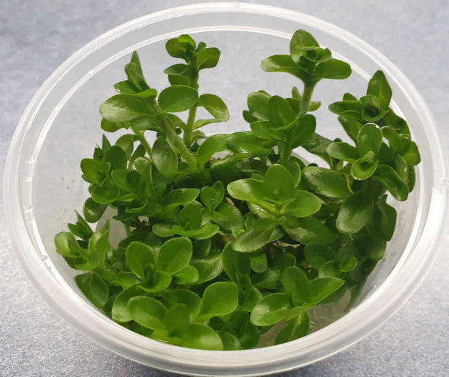 Tissue Culture - Bacopa Amplexicaulis Giant Red Bacopa - Nano Tanks Australia Aquarium Shop