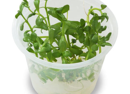 Tissue Culture - Bacopa Monnieri - Nano Tanks Australia Aquarium Shop