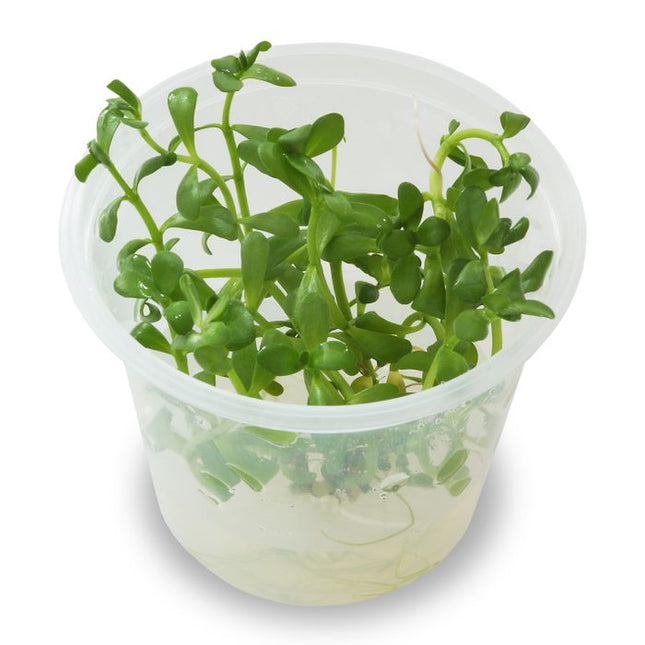 Tissue Culture - Bacopa Monnieri - Nano Tanks Australia Aquarium Shop