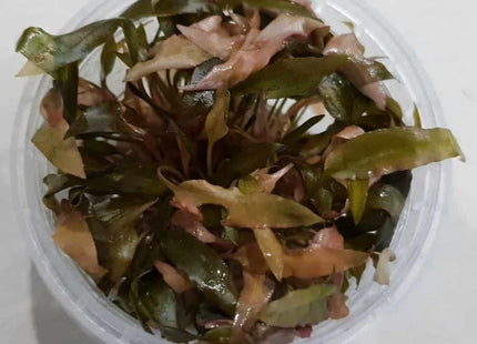 Tissue Culture - Crypt Wendtii Red - Nano Tanks Australia Aquarium Shop