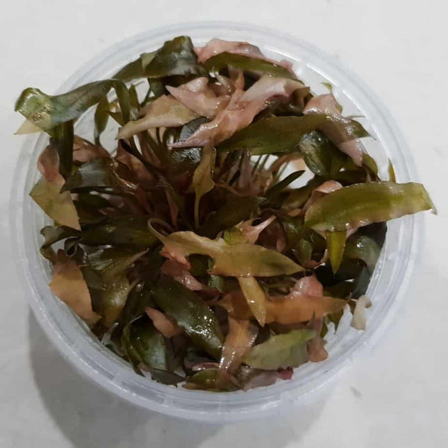 Tissue Culture - Crypt Wendtii Red - Nano Tanks Australia Aquarium Shop