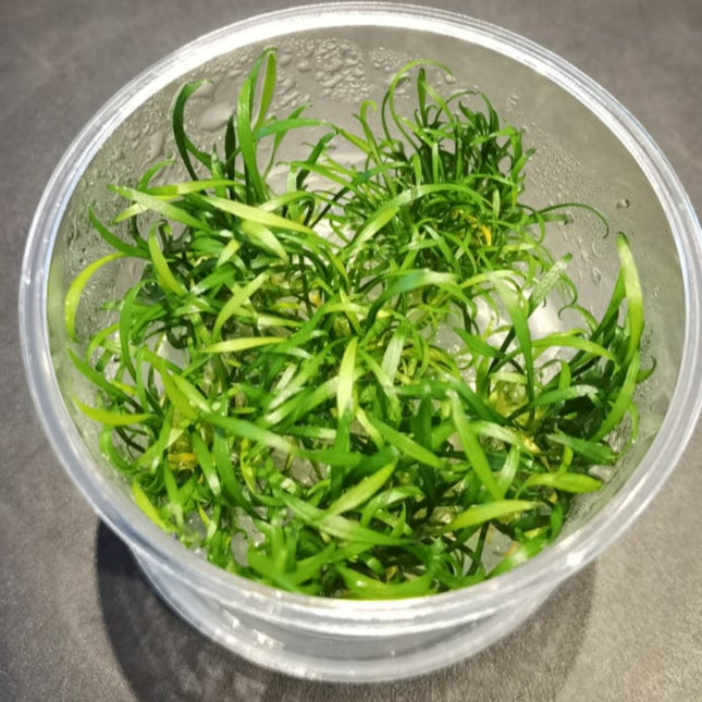 Tissue Culture - Cryptocoryne Parva - Nano Tanks Australia Aquarium Shop