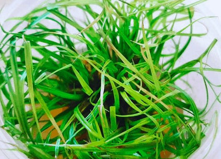 Tissue Culture Cyperus helferi clumping grass - Nano Tanks Australia Aquarium Shop