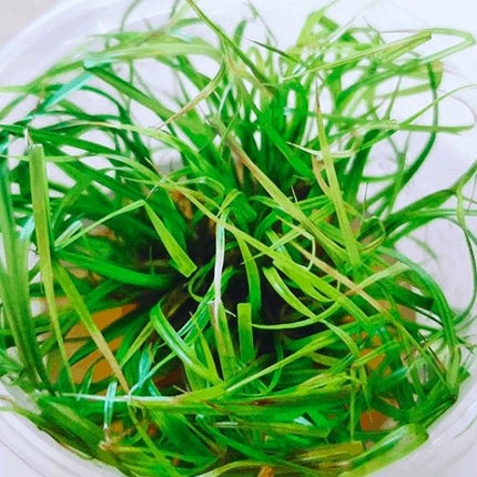 Tissue Culture Cyperus helferi clumping grass - Nano Tanks Australia Aquarium Shop