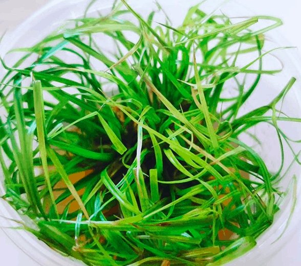 Tissue Culture Cyperus helferi clumping grass - Nano Tanks Australia Aquarium Shop