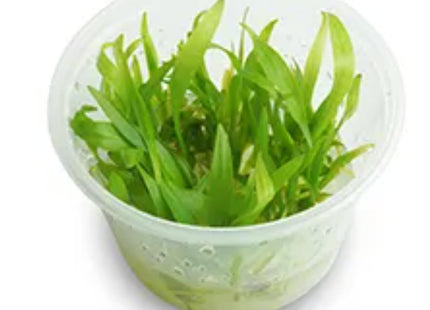 Tissue Culture - Echinodorus Bolivianus (Rusby) - Nano Tanks Australia Aquarium Shop
