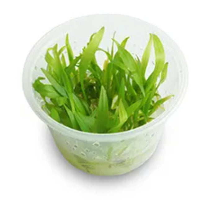 Tissue Culture - Echinodorus Bolivianus (Rusby) - Nano Tanks Australia Aquarium Shop