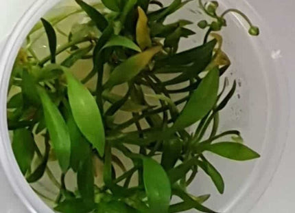 Tissue Culture - Echinodorus Grisebachii - Nano Tanks Australia Aquarium Shop