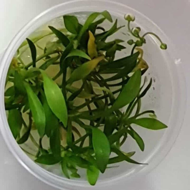 Tissue Culture - Echinodorus Grisebachii - Nano Tanks Australia Aquarium Shop