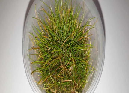 Tissue Culture - Eleocharis Belem/ Acicularis Hair Grass - Nano Tanks Australia Aquarium Shop