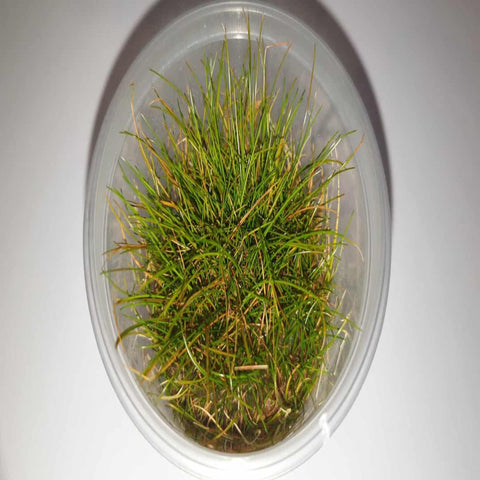 Tissue Culture - Eleocharis Belem/ Acicularis Hair Grass - Nano Tanks Australia Aquarium Shop