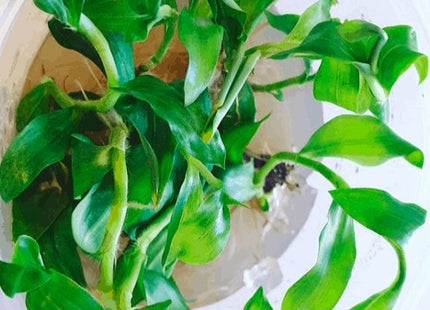 Tissue Culture - Floscopa Scandens Mini Bamboo - Nano Tanks Australia Aquarium Shop