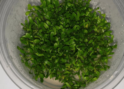 Tissue Culture - Glossostigma Elatinoides - Nano Tanks Australia Aquarium Shop