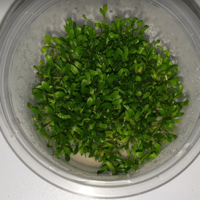 Tissue Culture - Glossostigma Elatinoides - Nano Tanks Australia Aquarium Shop