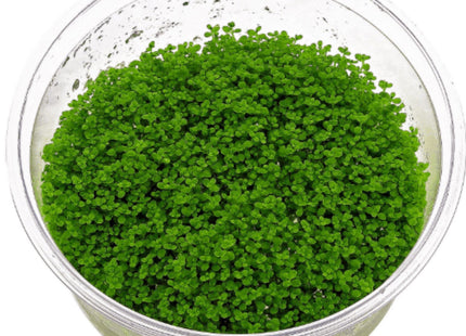 Tissue Culture - Hemianthus Callitrichoides 'Cuba' HC - Nano Tanks Australia Aquarium Shop