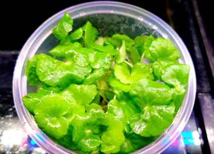 Tissue Culture Hydrocotyle Leucocephala - Nano Tanks Australia Aquarium Shop