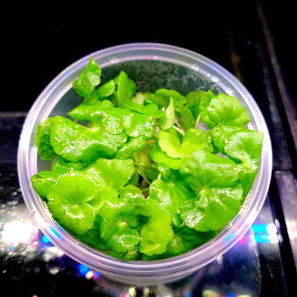 Tissue Culture Hydrocotyle Leucocephala - Nano Tanks Australia Aquarium Shop