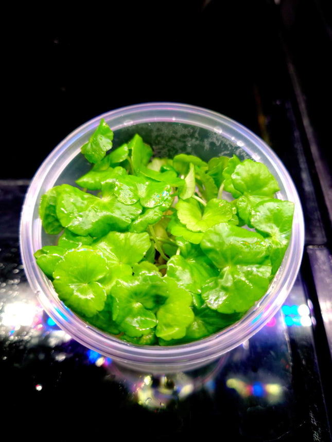 Tissue Culture Hydrocotyle Leucocephala - Nano Tanks Australia Aquarium Shop