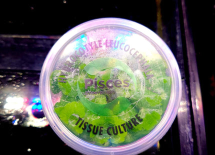 Tissue Culture Hydrocotyle Leucocephala - Nano Tanks Australia Aquarium Shop