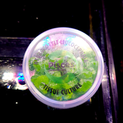 Tissue Culture Hydrocotyle Leucocephala - Nano Tanks Australia Aquarium Shop
