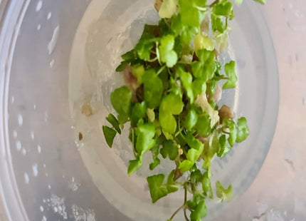Tissue Culture - Hydrocotyle Tripartita - Nano Tanks Australia Aquarium Shop