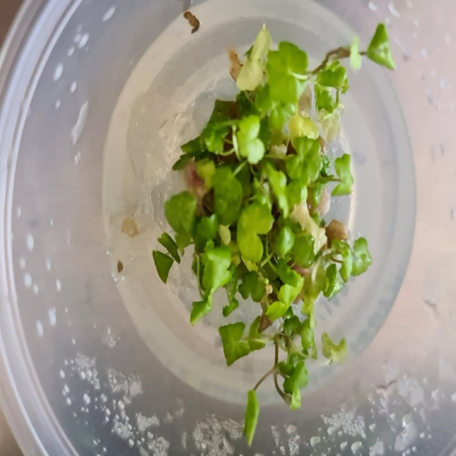 Tissue Culture - Hydrocotyle Tripartita - Nano Tanks Australia Aquarium Shop