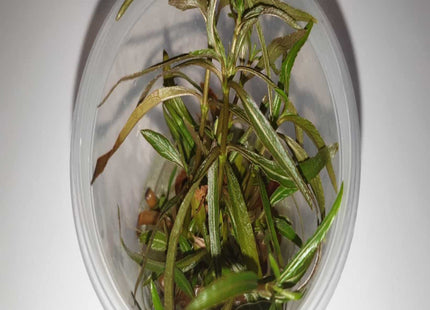 Tissue Culture - Hygrophila Angustifolia - Nano Tanks Australia Aquarium Shop