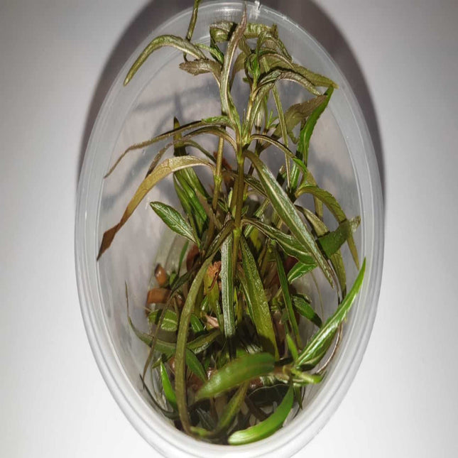 Tissue Culture - Hygrophila Angustifolia - Nano Tanks Australia Aquarium Shop