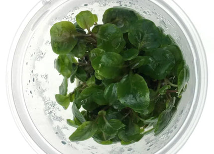 Tissue Culture - Lobelia Cardinalis - Nano Tanks Australia Aquarium Shop