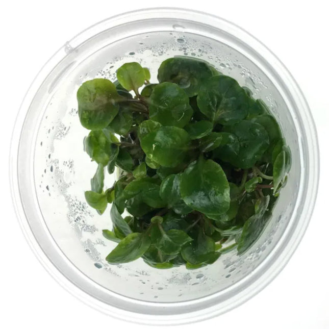 Tissue Culture - Lobelia Cardinalis - Nano Tanks Australia Aquarium Shop