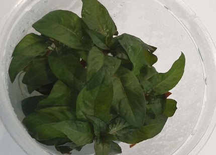 Tissue Culture - Ludwigia Glandulosa - Nano Tanks Australia Aquarium Shop
