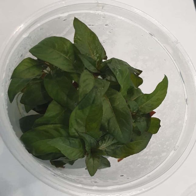 Tissue Culture - Ludwigia Glandulosa - Nano Tanks Australia Aquarium Shop