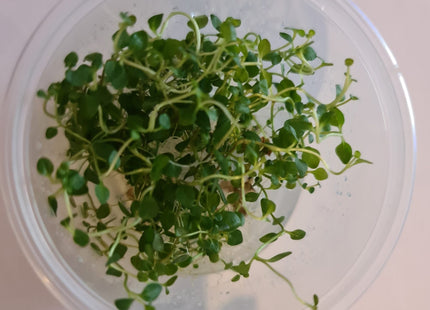 Tissue Culture - Lysimachia Nummularia Pennywort - Nano Tanks Australia Aquarium Shop
