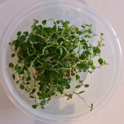 Tissue Culture - Lysimachia Nummularia Pennywort - Nano Tanks Australia Aquarium Shop
