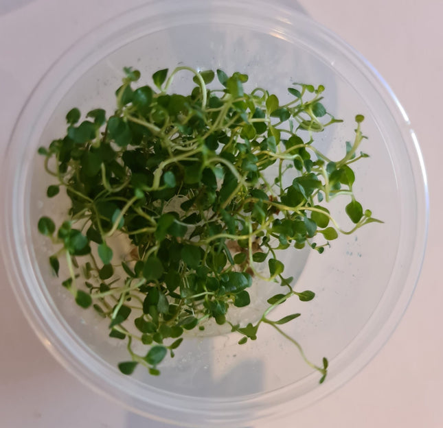 Tissue Culture - Lysimachia Nummularia Pennywort - Nano Tanks Australia Aquarium Shop