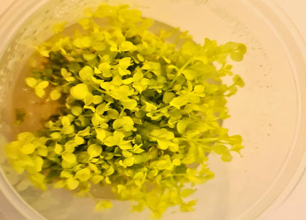 Tissue Culture - Micranthemum Umbrosum 'Gold Coast' Monte Carlo - Nano Tanks Australia Aquarium Shop