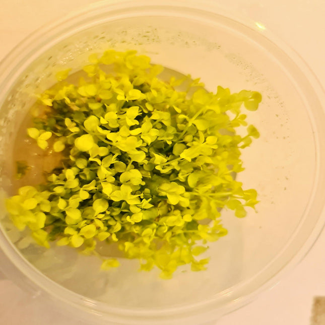 Tissue Culture - Micranthemum Umbrosum 'Gold Coast' Monte Carlo - Nano Tanks Australia Aquarium Shop