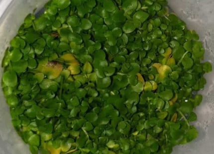 Tissue Culture - Micranthemum Umbrosum Monte Carlo - Nano Tanks Australia Aquarium Shop