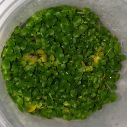 Tissue Culture - Micranthemum Umbrosum Monte Carlo - Nano Tanks Australia Aquarium Shop