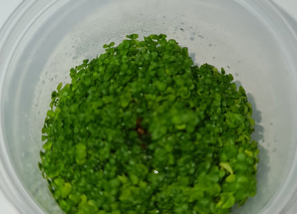 Tissue Culture - Micranthemum umbrosum 'Takashi Carpet' - Nano Tanks Australia Aquarium Shop