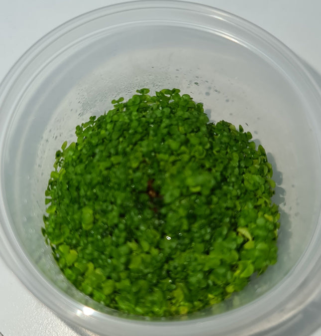 Tissue Culture - Micranthemum umbrosum 'Takashi Carpet' - Nano Tanks Australia Aquarium Shop