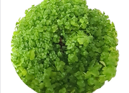 Tissue Culture - Micranthemum umbrosum 'Takashi Carpet' - Nano Tanks Australia Aquarium Shop