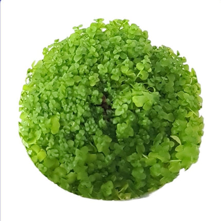Tissue Culture - Micranthemum umbrosum 'Takashi Carpet' - Nano Tanks Australia Aquarium Shop